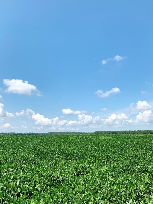 Soy Farm field from Best Food Facts Tour thelittlekiitchen.com