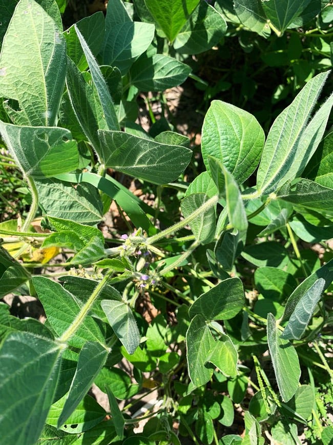 Closeup photo of a soy bean plant with purple flowers in a field thelittlekiitchen.com